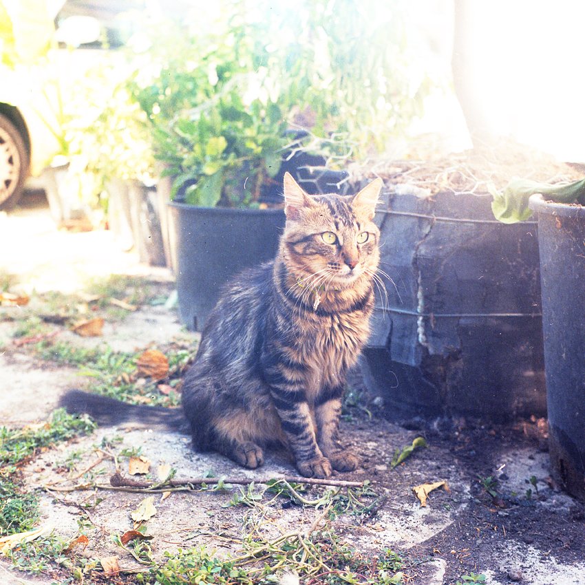 Фотопленка Lomography 100/36 Colorneg 3-pack