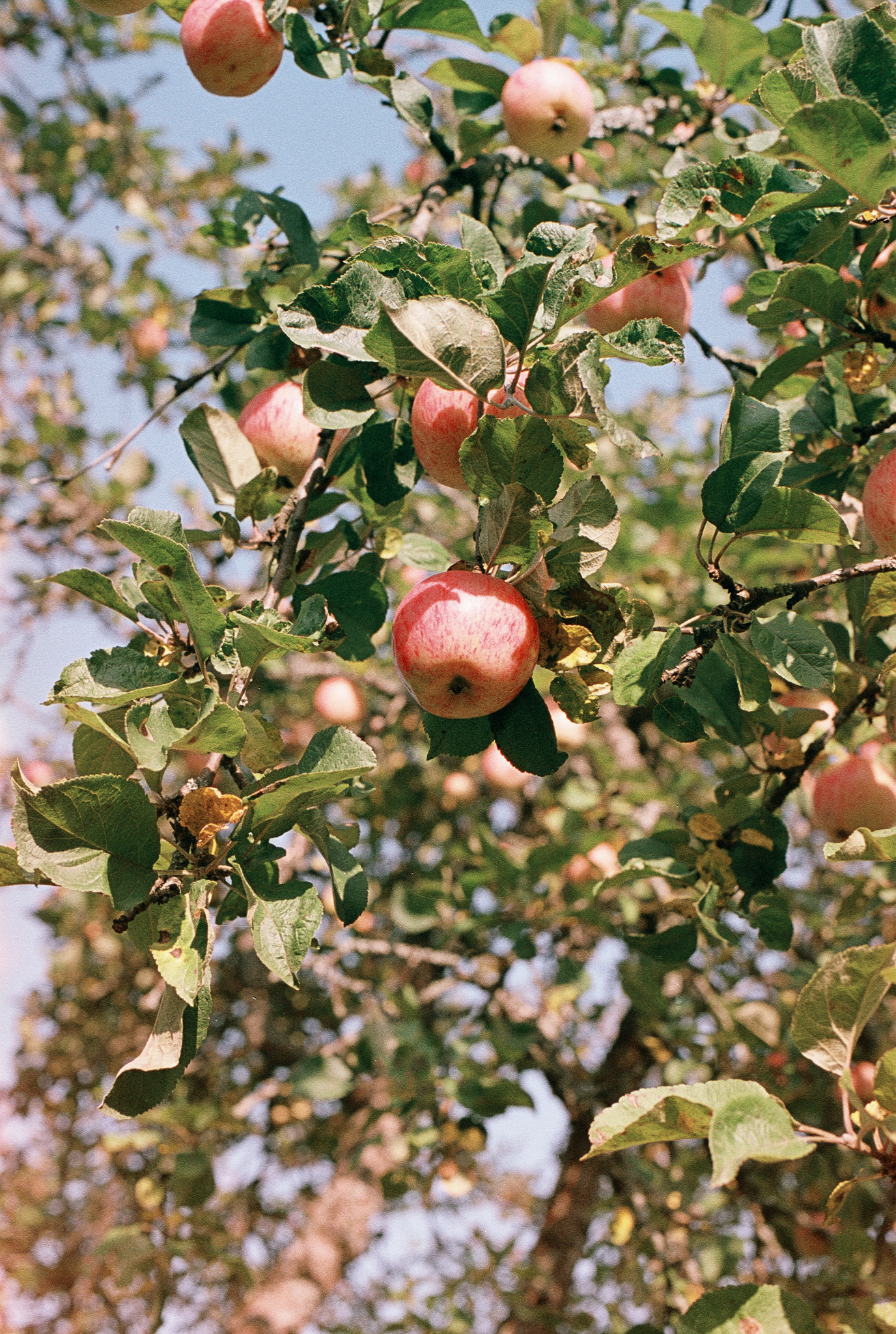 Фотопленка Silberra COLOR160 C-41 135, 36 кадров