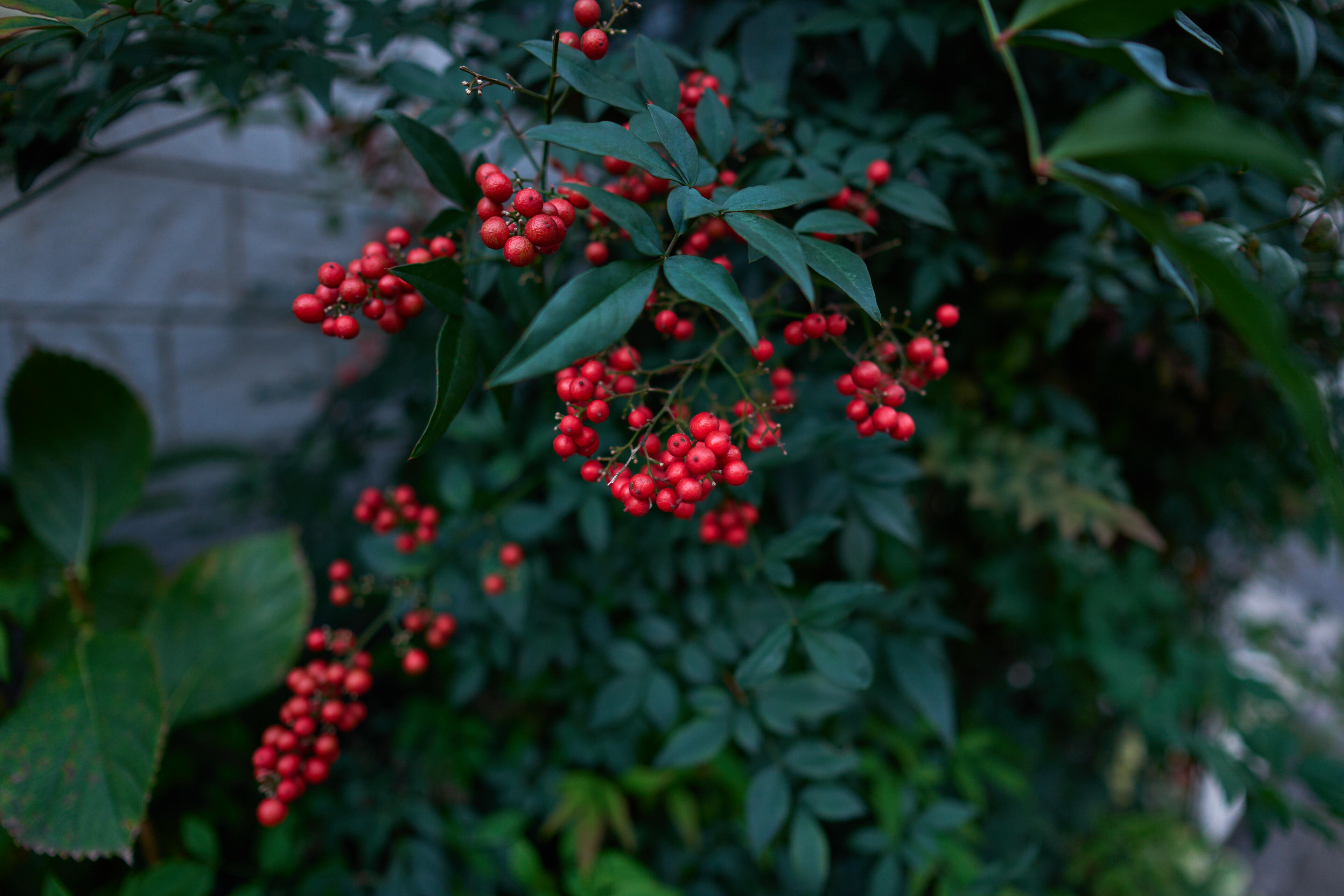 Объектив Sigma 15mm f/1.4 DC Contemporary Canon RF