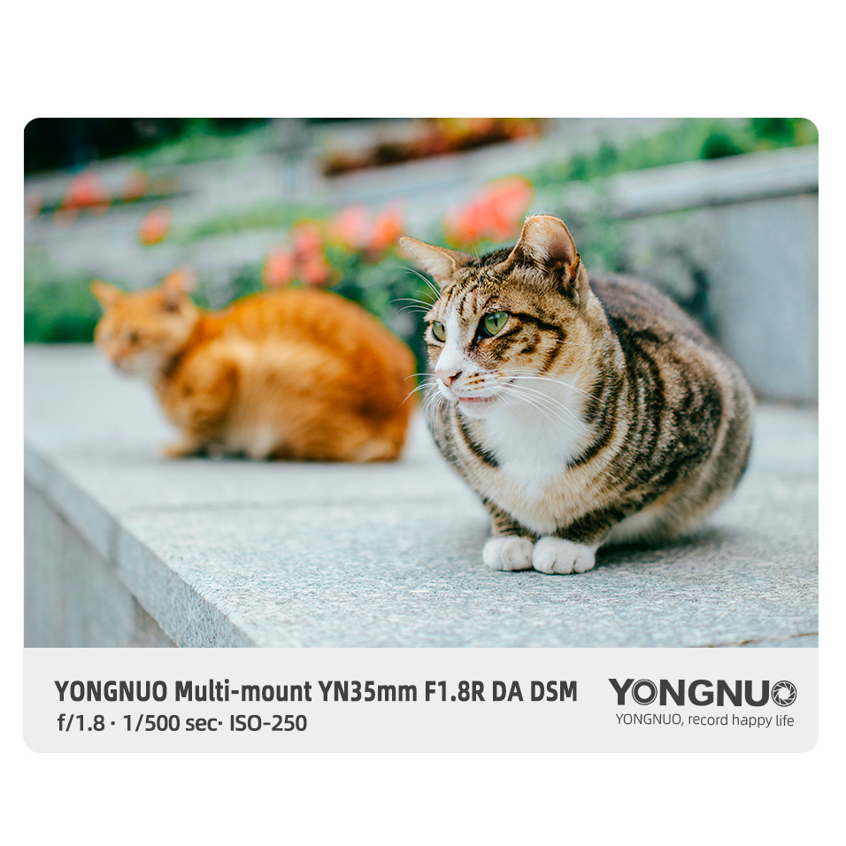 Объектив Yongnuo YN 35mm f/1.8 R DA DSM Canon RF (APS-C)
