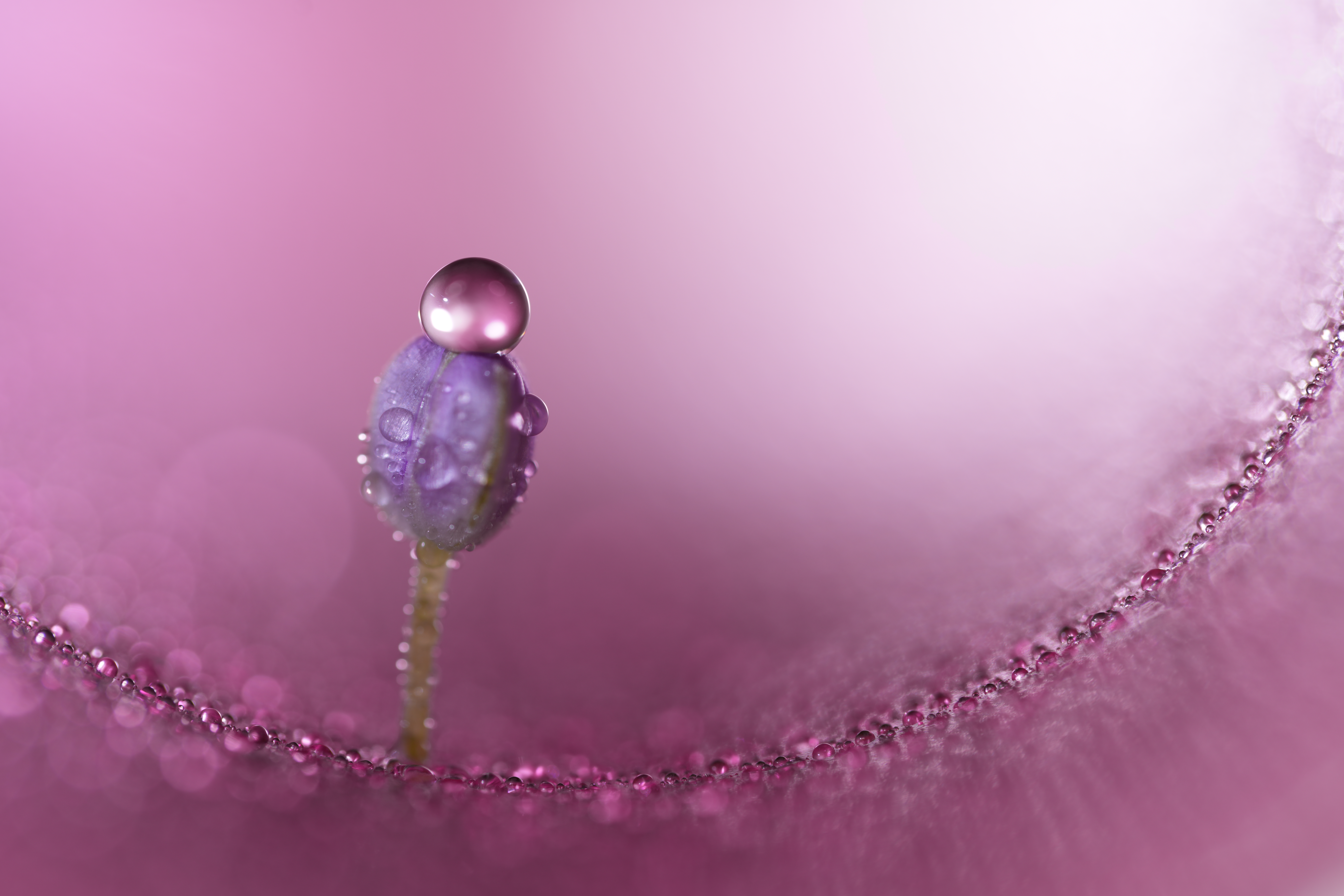Объектив Sony FE 100mm f/2.8 Macro GM OSS