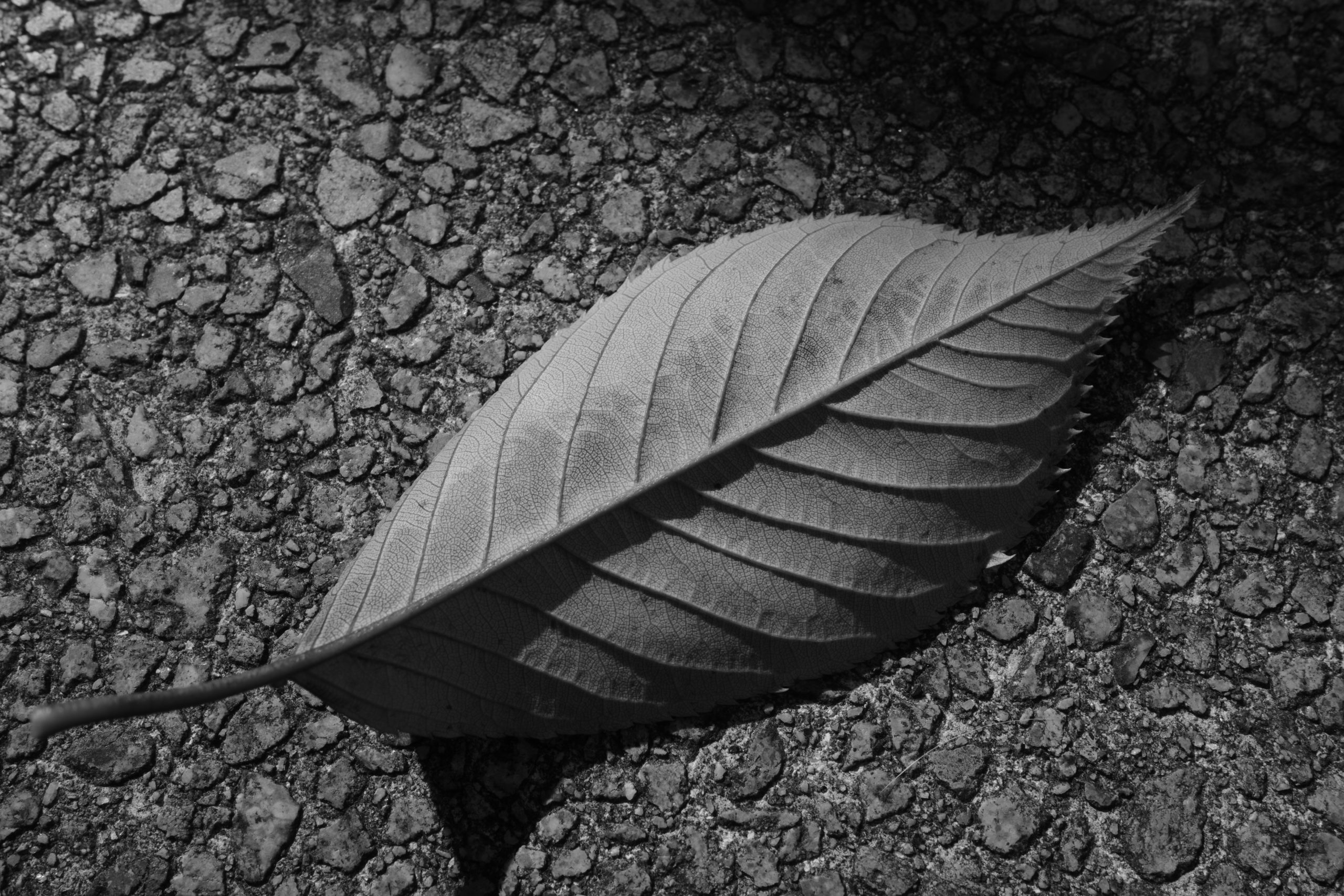 Компактный фотоаппарат Ricoh GR IV Monochrome
