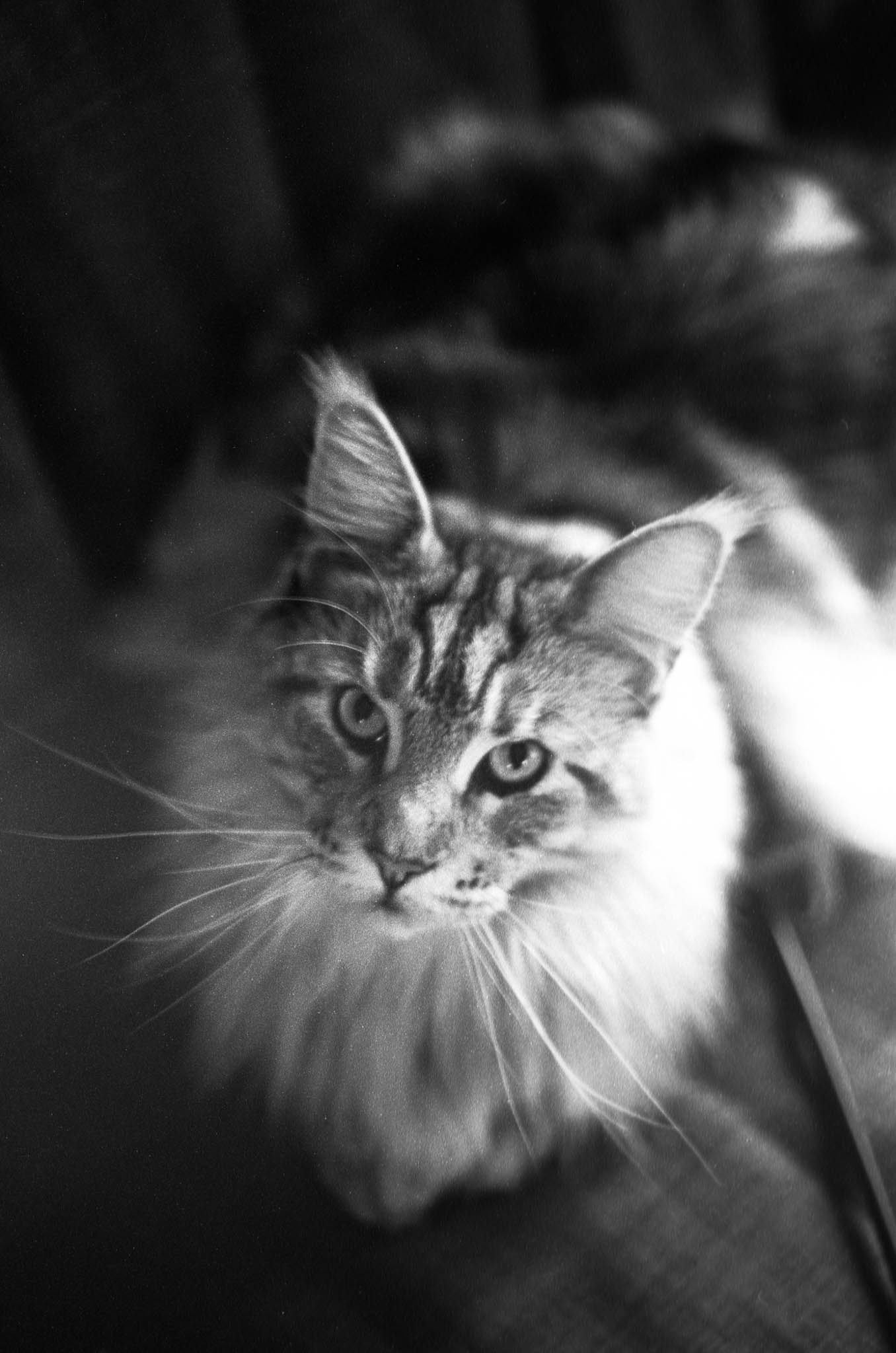 Фотопленка Silberra U200, ч/б негативная, 135 формат, 36 кадров