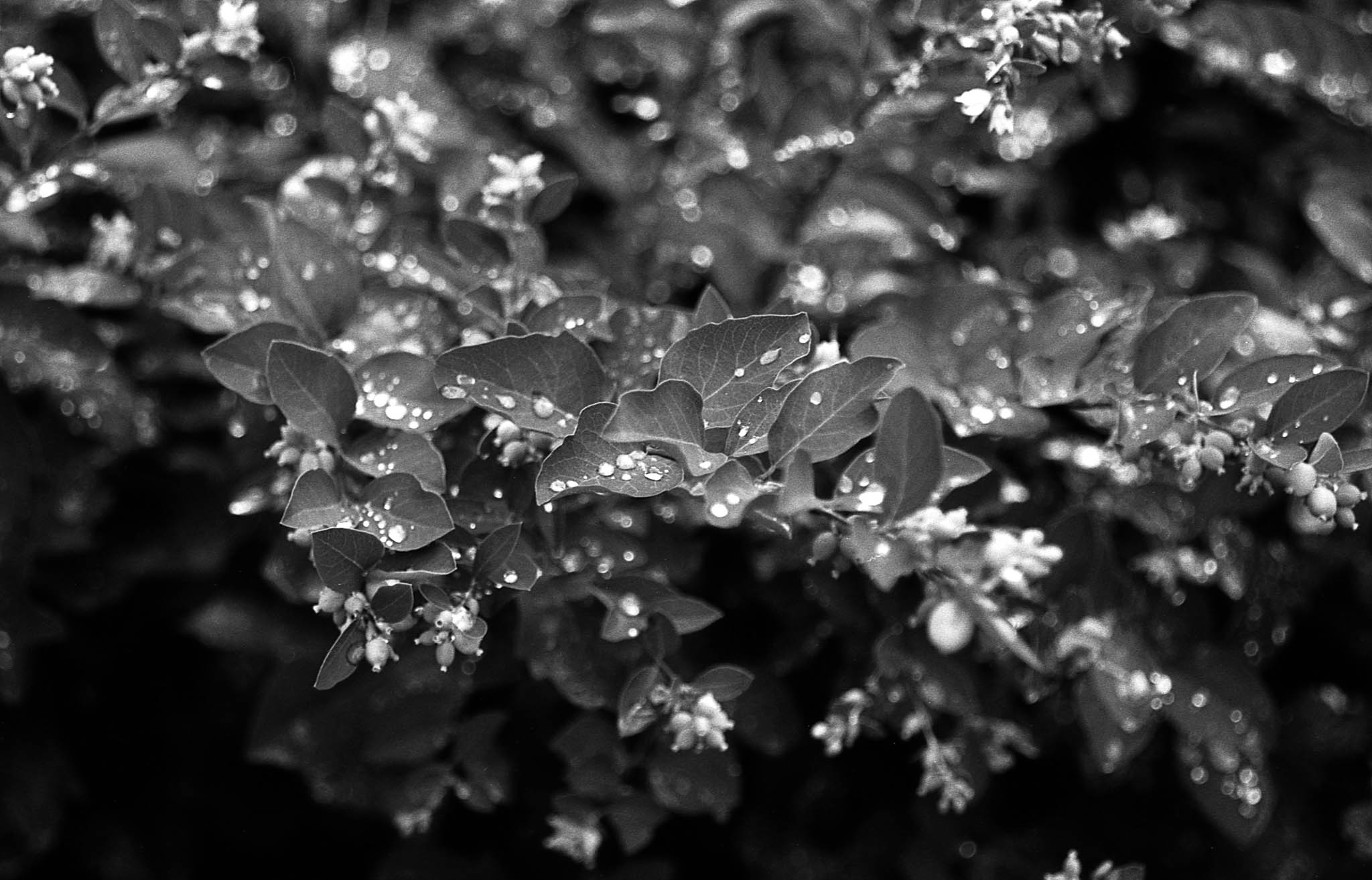 Фотопленка Silberra U200, ч/б негативная, 135 формат, 36 кадров