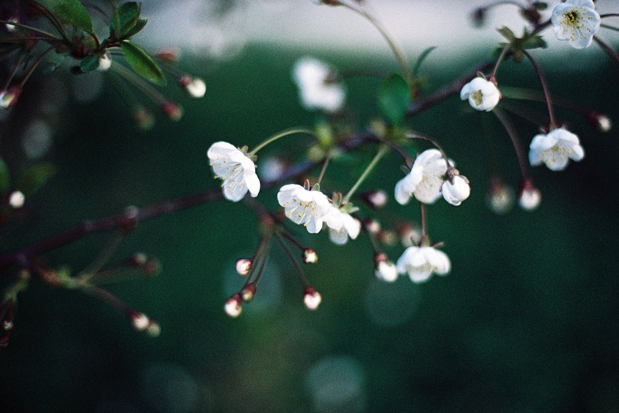 Фотопленка Silberra COLOR100 C-41 135, 36 кадров