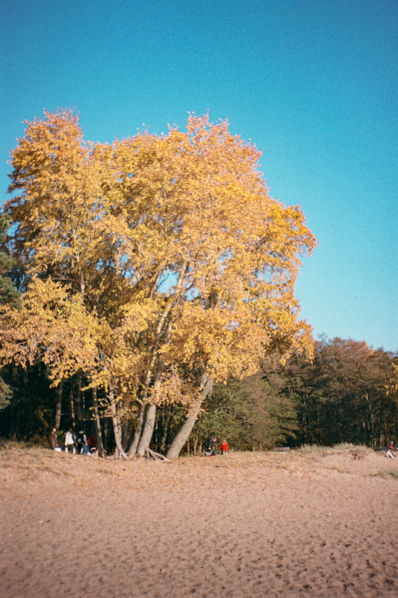 Фотопленка Silberra COLOR160 C-41 135, 36 кадров