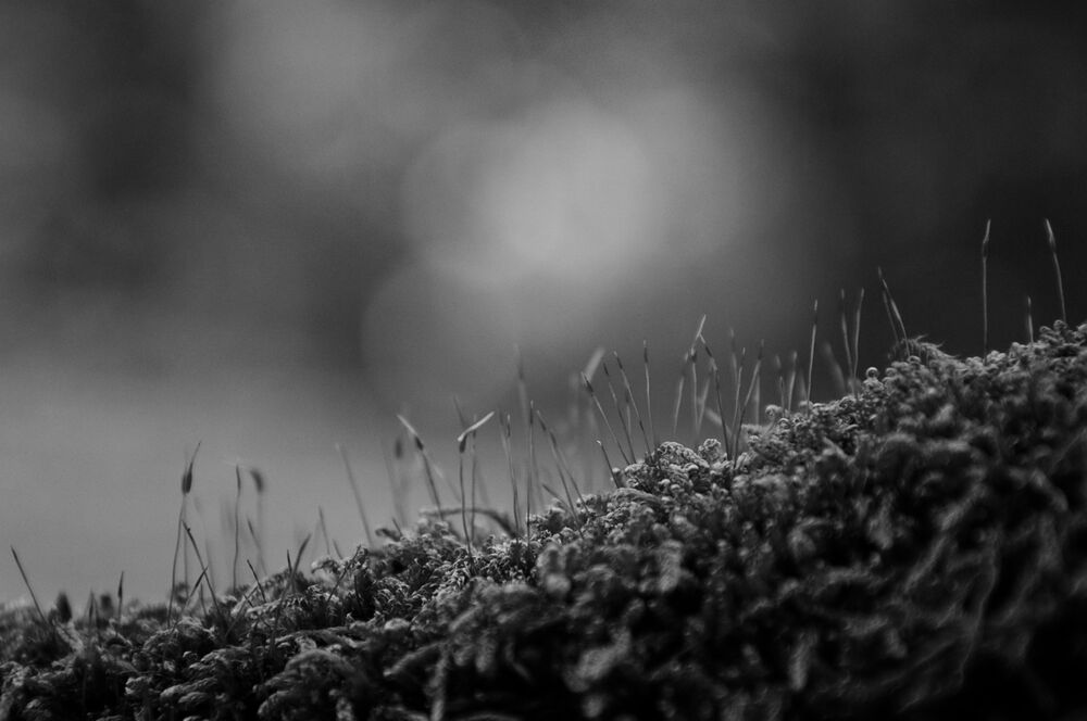 Фотопленка Foma Ortho 400 120