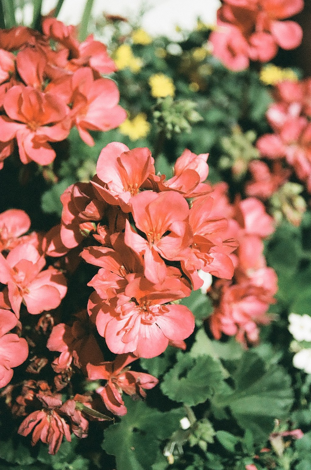 Фотопленка SFL Shanghai Color 400, 135 формат, 36 кадров