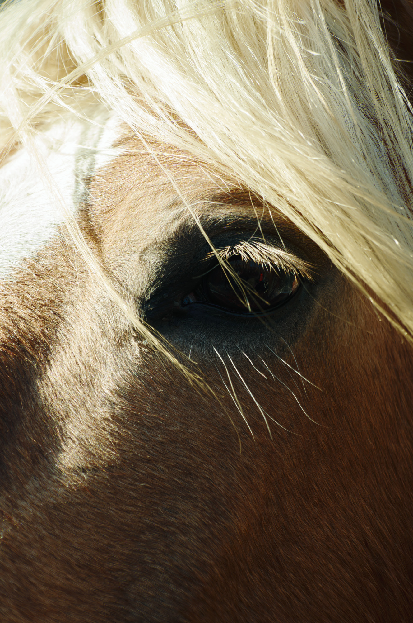 Объектив Sigma 16-300mm f/3.5-6.7 DC OS Contemporary Sony E