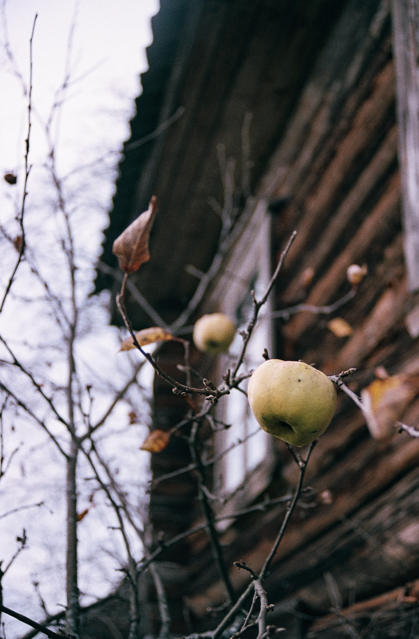 Фотопленка Silberra COLOR160 C-41 135, 36 кадров