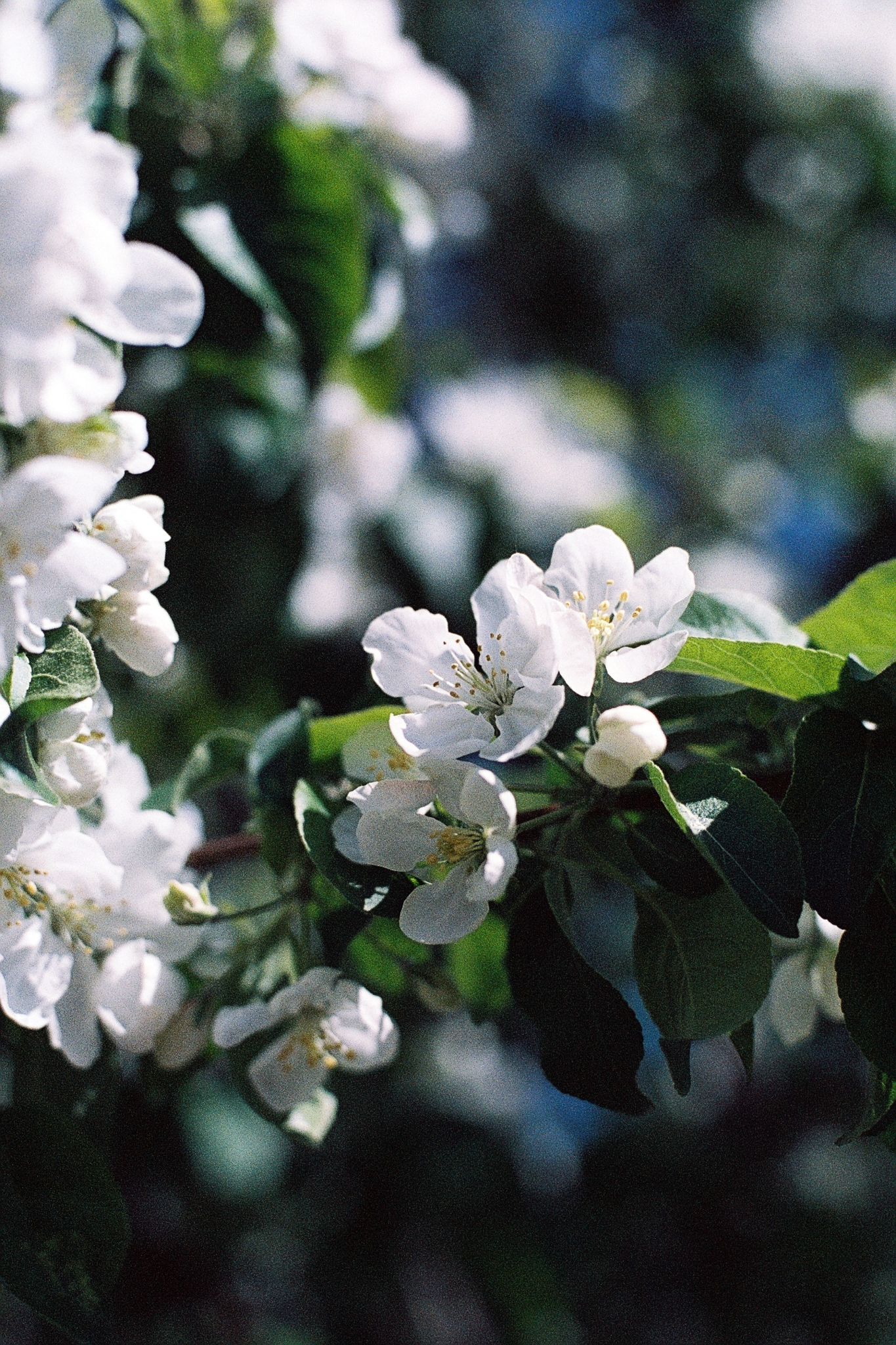 Фотопленка Silberra COLOR100 C-41 135, 36 кадров