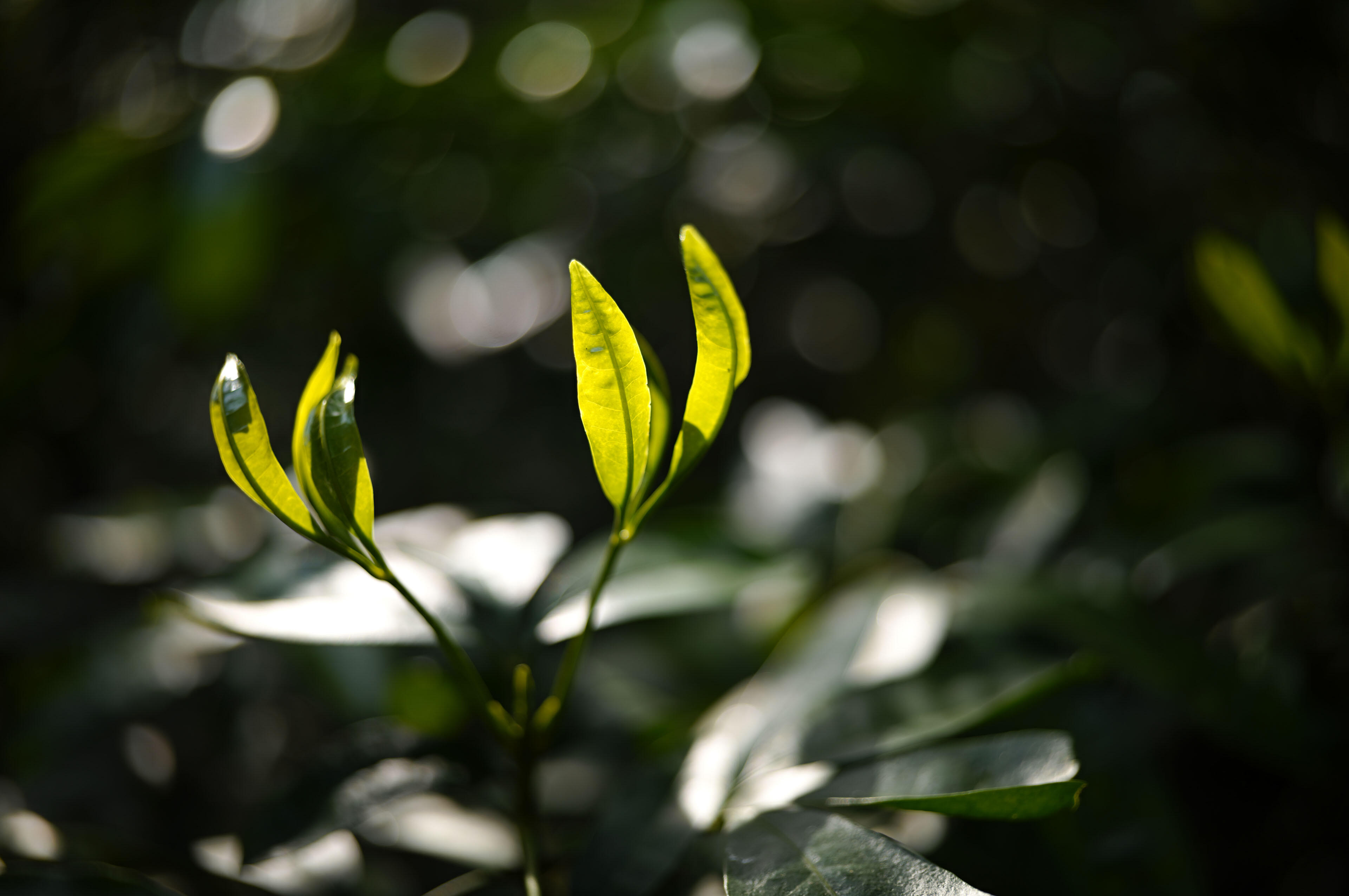 Объектив Sigma 35mm f/1.4 DG II Art L-Mount