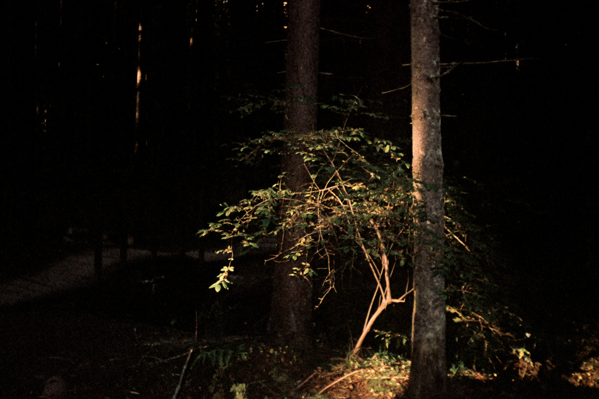 Фотопленка Silberra COLOR160 C-41 135, 36 кадров