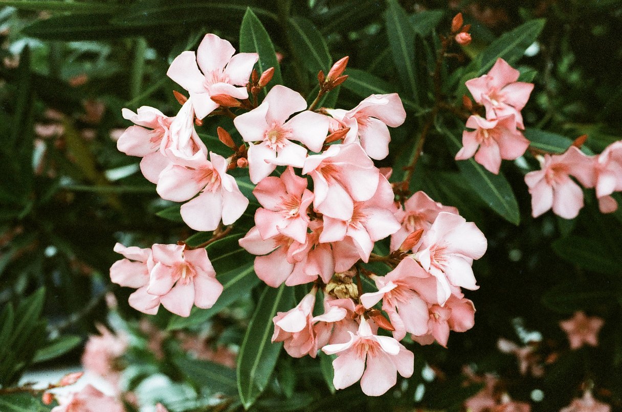 Фотопленка Lomography Lomochrome Metropolis XR 100-400 ISO, 120