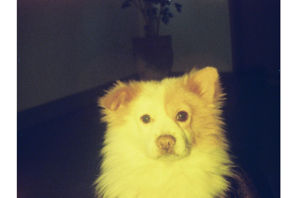 Фотоаппарат Lomography Lomomatic 110 Camera & Flash Metal Nocturne