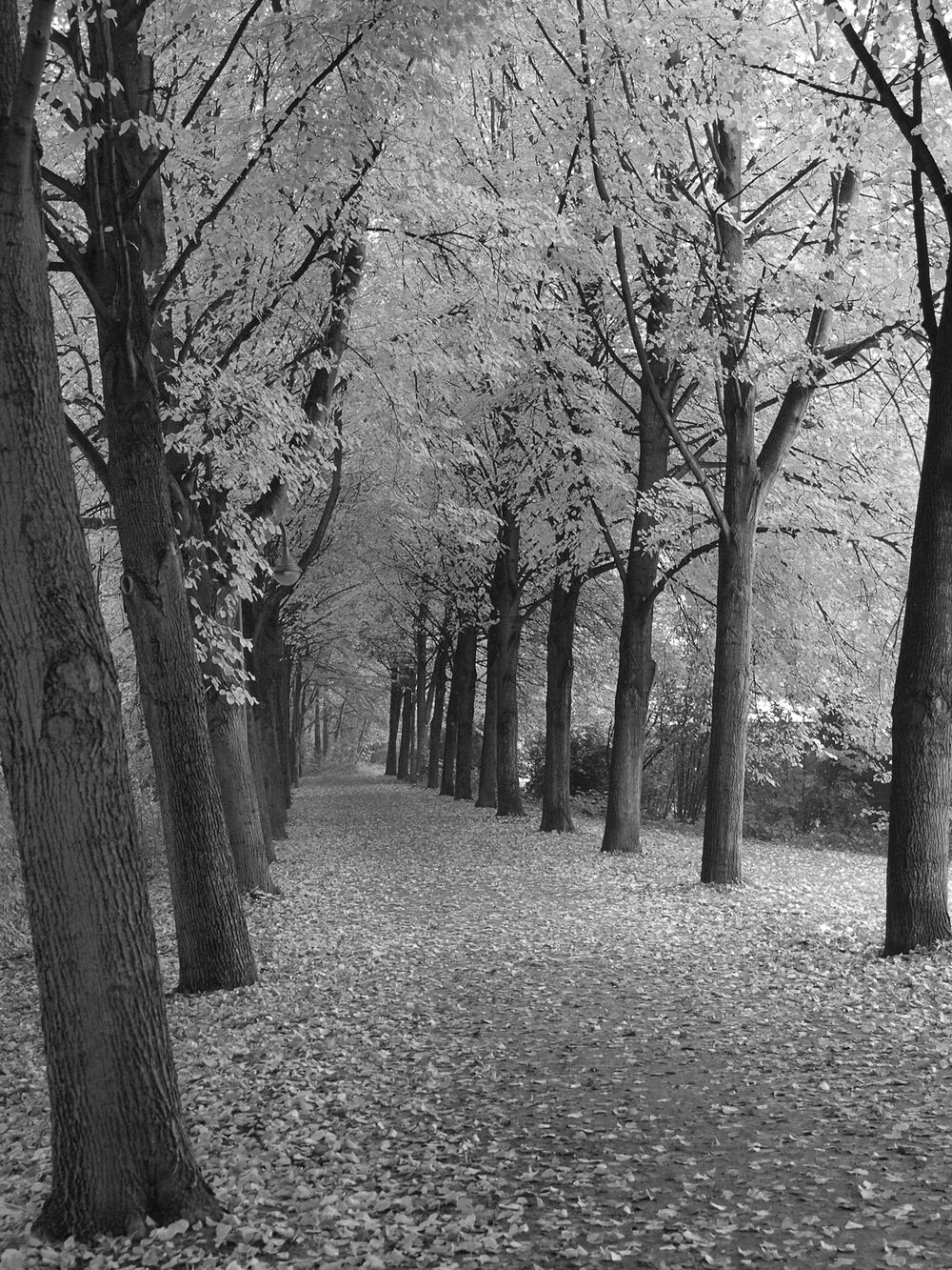 Фотопленка Foma Ortho 400 120