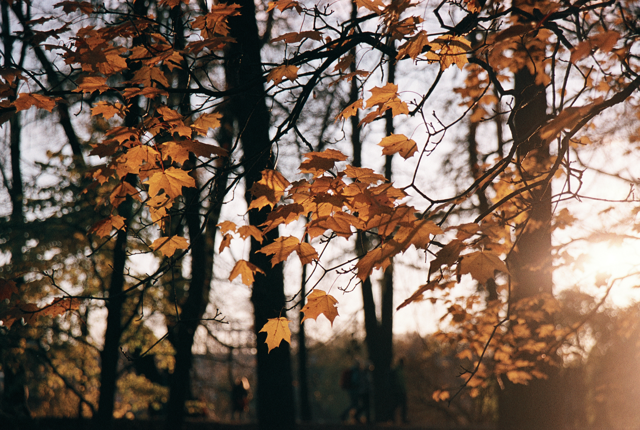 Фотопленка Silberra COLOR160 C-41 135, 36 кадров