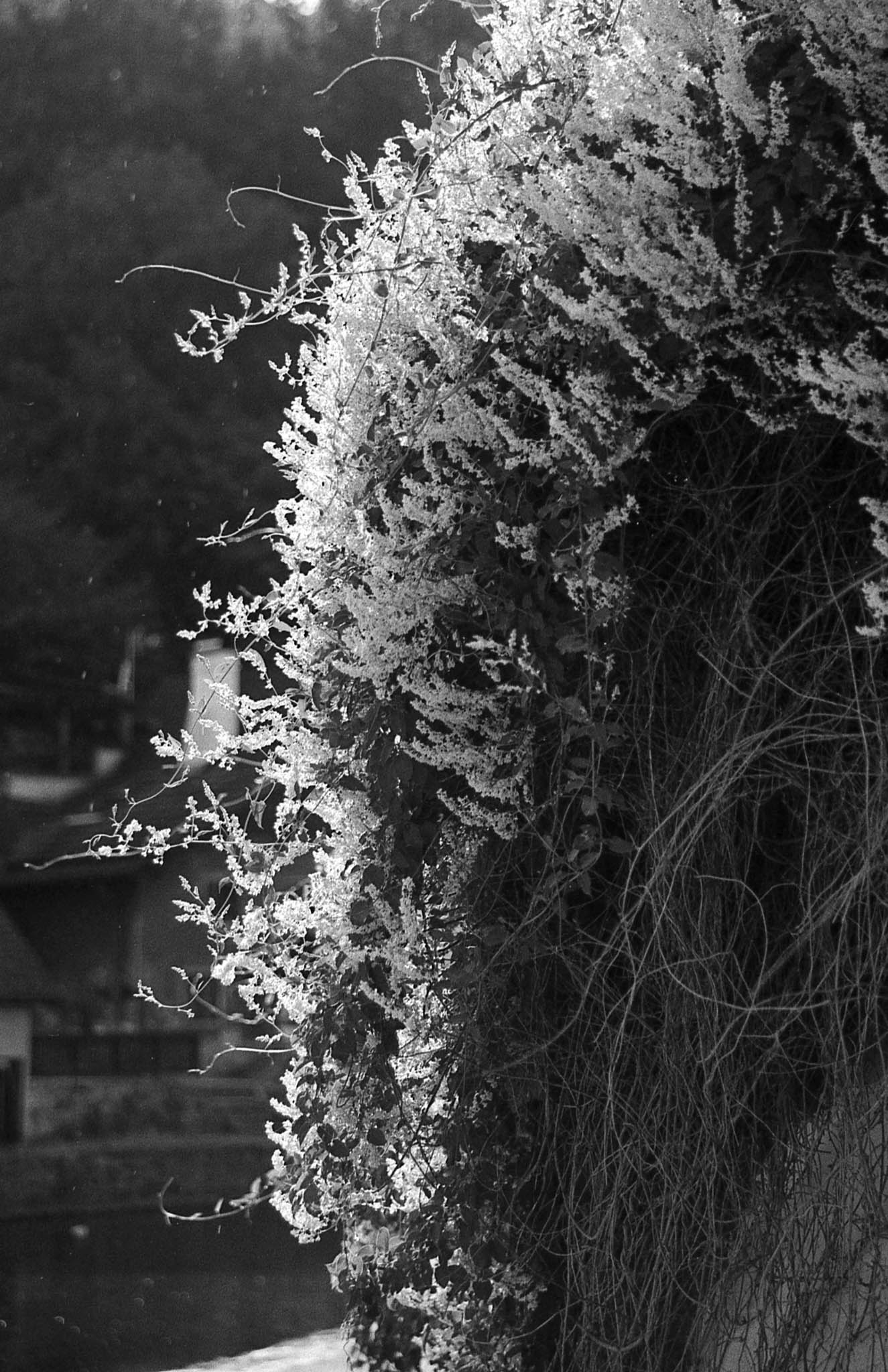Фотопленка Silberra PAN 100, 24 кадра