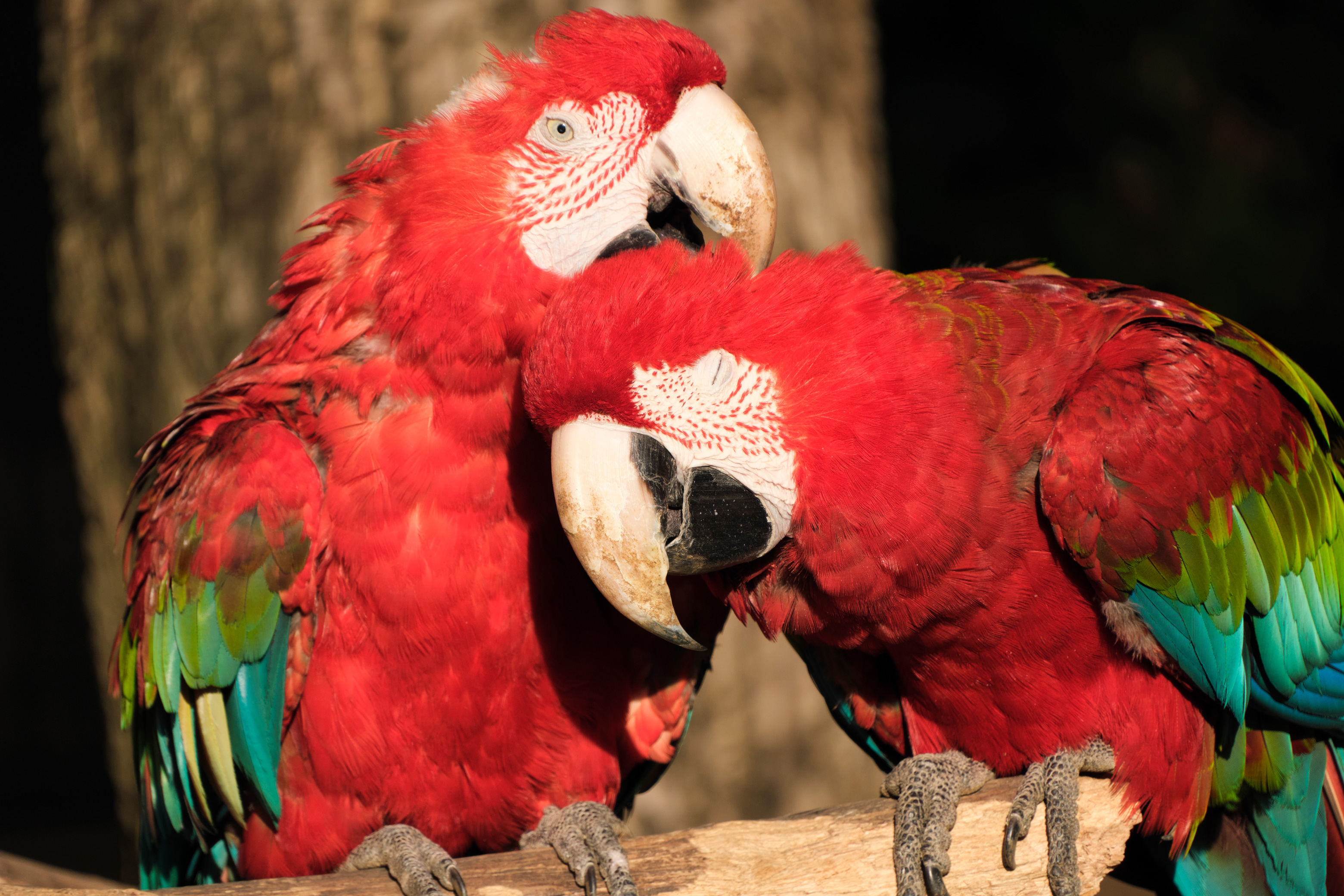 Объектив Tamron 18-300mm f/3.5-6.3 Di III-A VC VXD Nikon Z-Mount