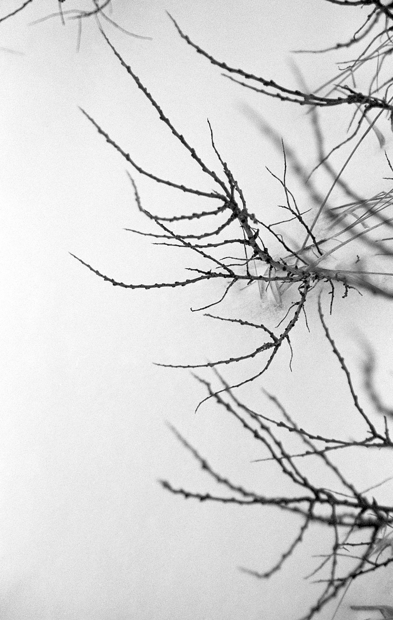 Фотопленка Silberra PAN 100, 36 кадров