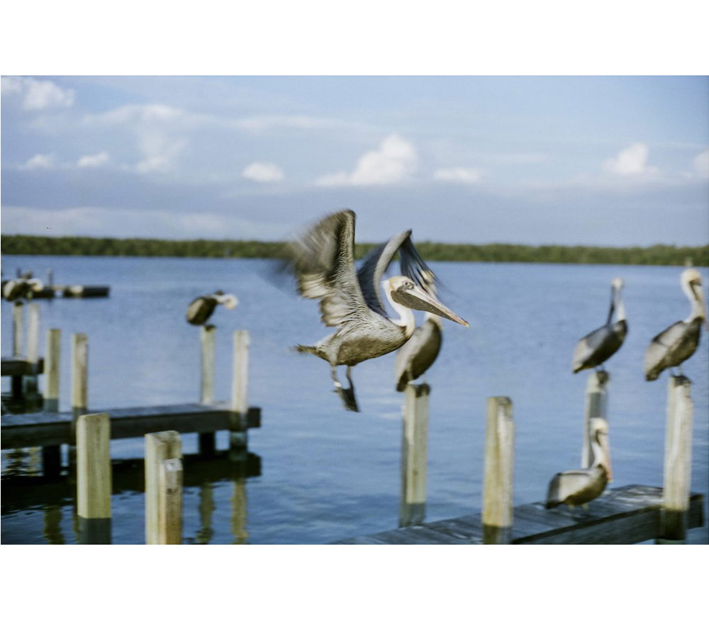 Фотопленка CineStill Xpro 50 Daylight C-41 135/36