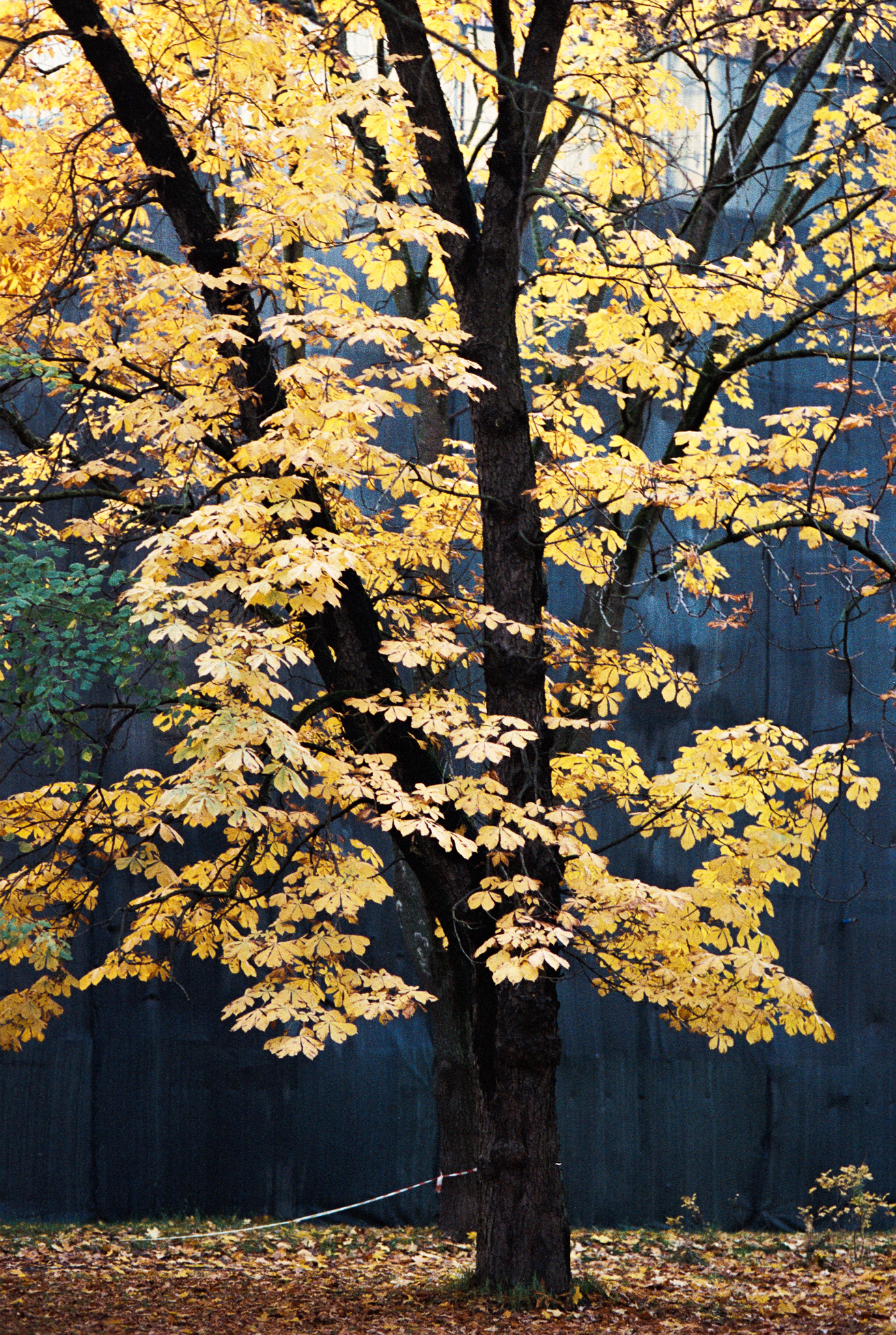 Фотопленка Silberra COLOR160 C-41 135, 36 кадров