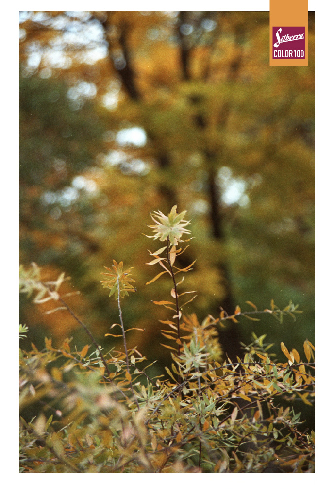 Фотопленка Silberra COLOR100 C-41 135, 36 кадров