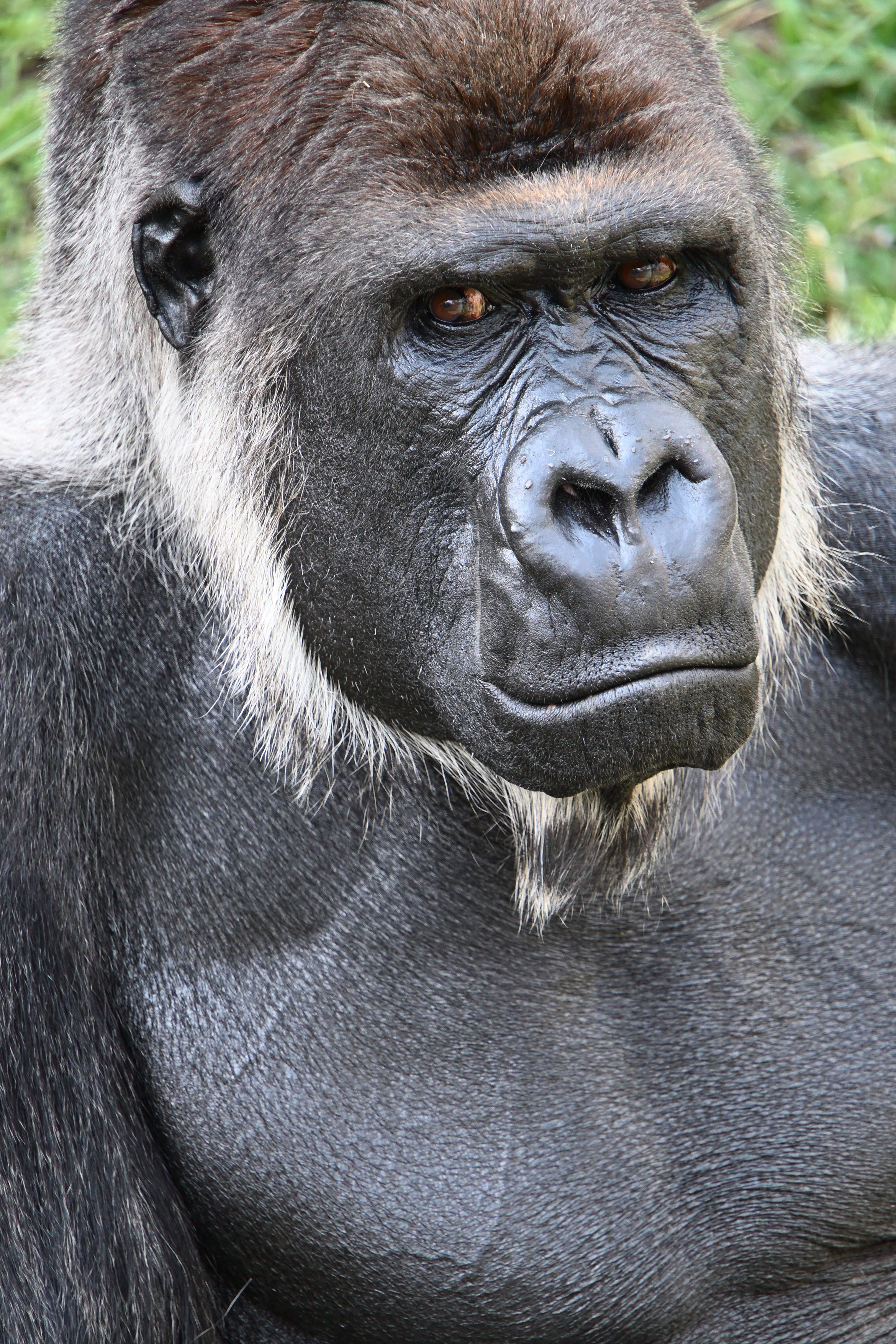 Объектив Tamron 18-300mm f/3.5-6.3 Di III-A VC VXD Nikon Z-Mount