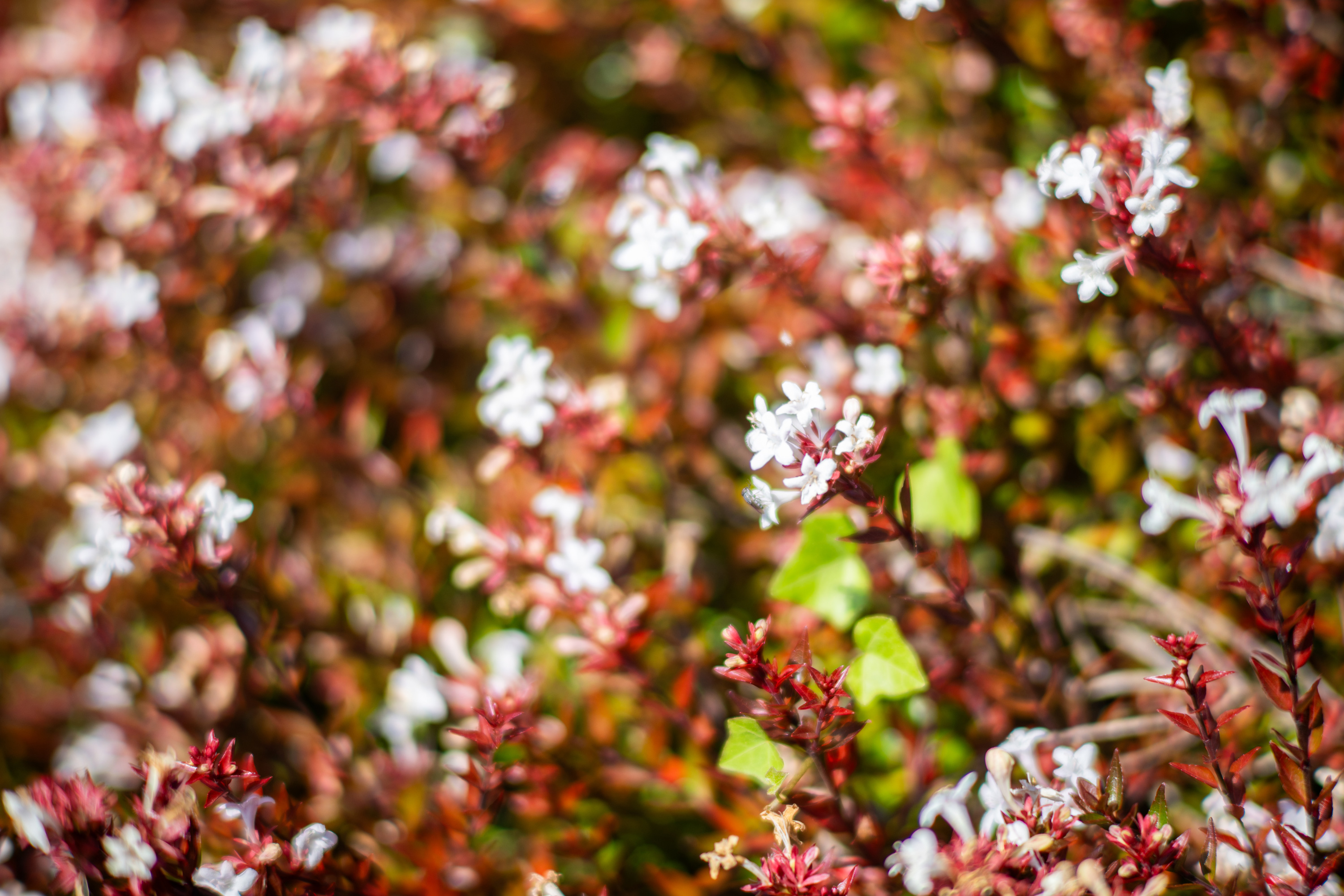 Объектив 7Artisans 75mm f/1.4 V2 Canon RF