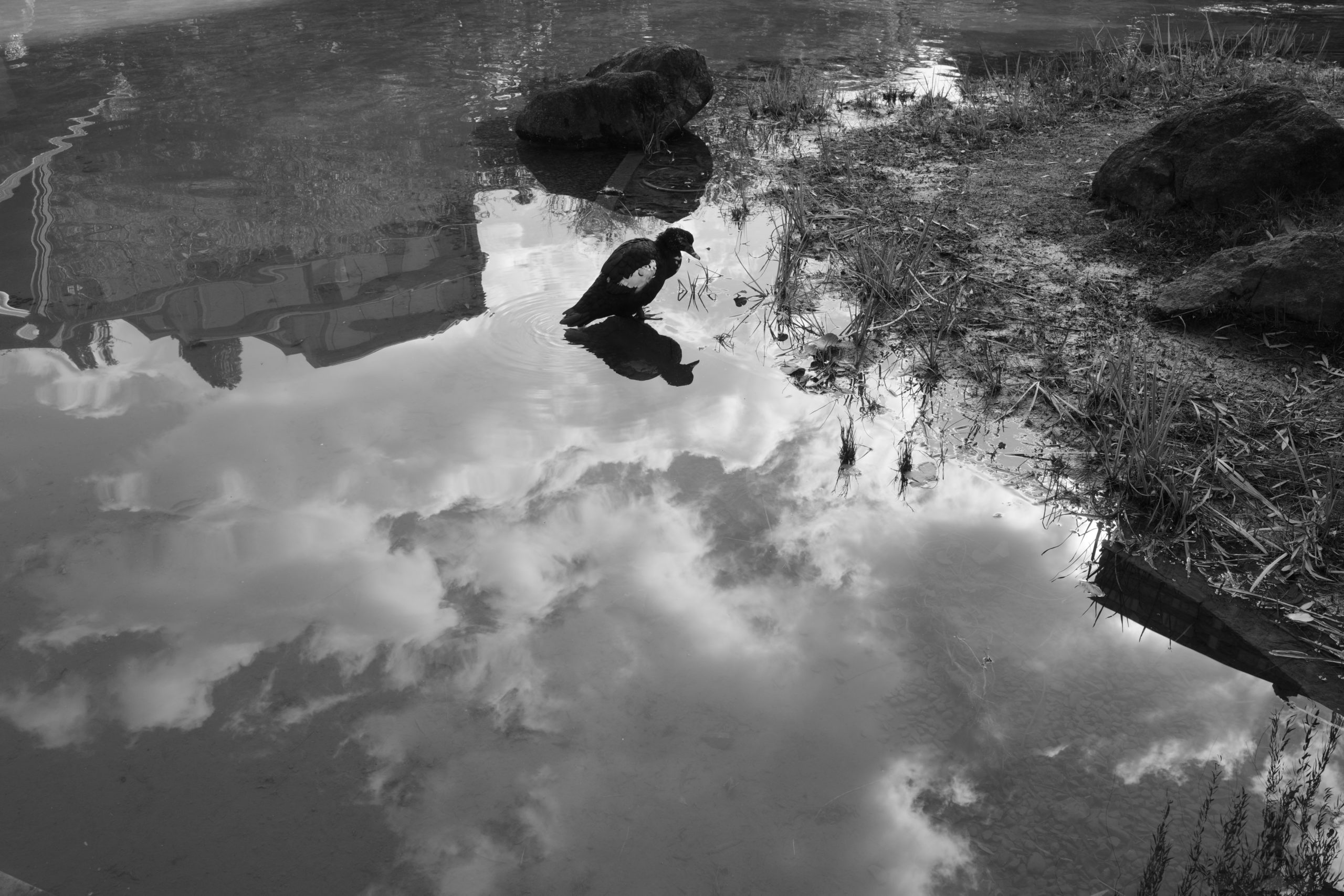 Компактный фотоаппарат Ricoh GR IV Monochrome