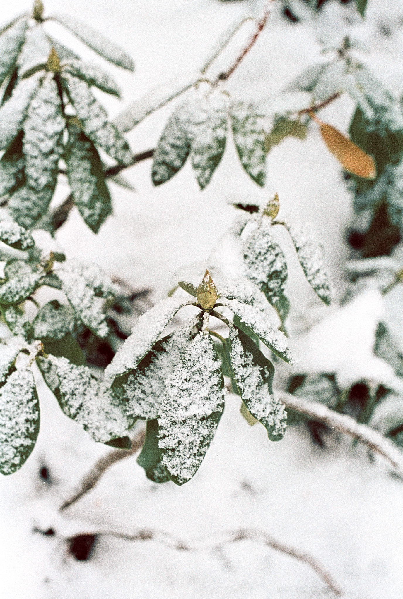 Фотопленка Silberra COLOR160 C-41 135, 36 кадров